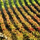Viñedos de La Rioja