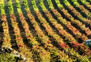 Viñedos de La Rioja
