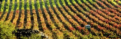 Viñedos de La Rioja