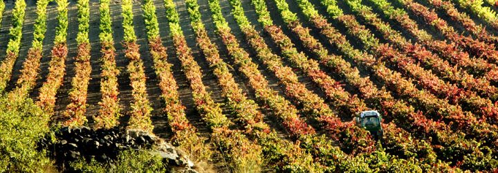 Viñedos de La Rioja