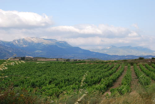 Viñas