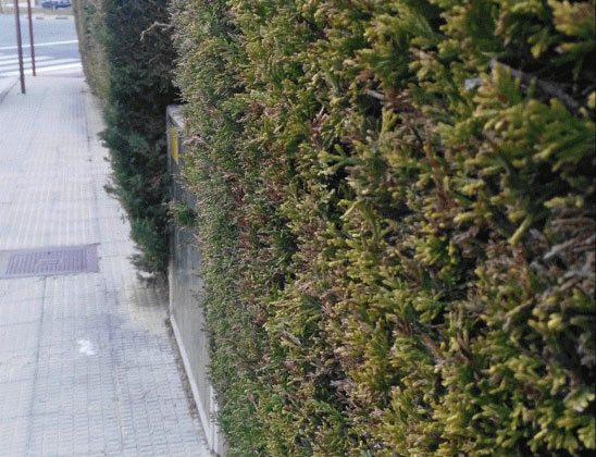 Pinos ocupando la acera