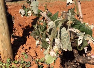 Daños por la helada