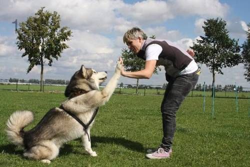 Zona canina