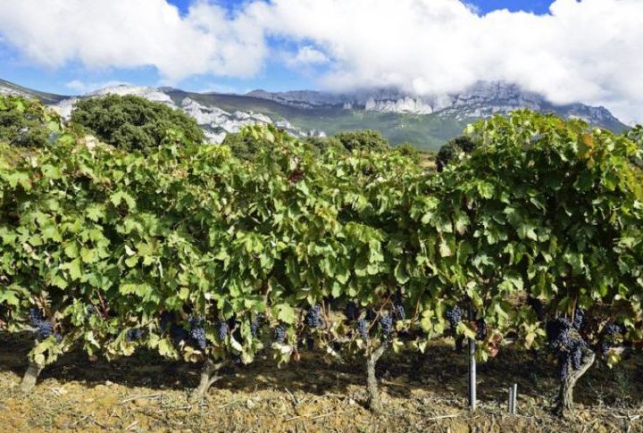 Viñedo Rioja Alavesa