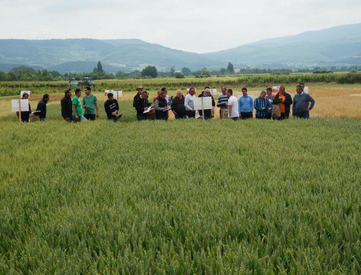 campo experimental cereales Tricio