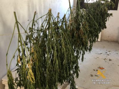 Plantas intervenidas-3