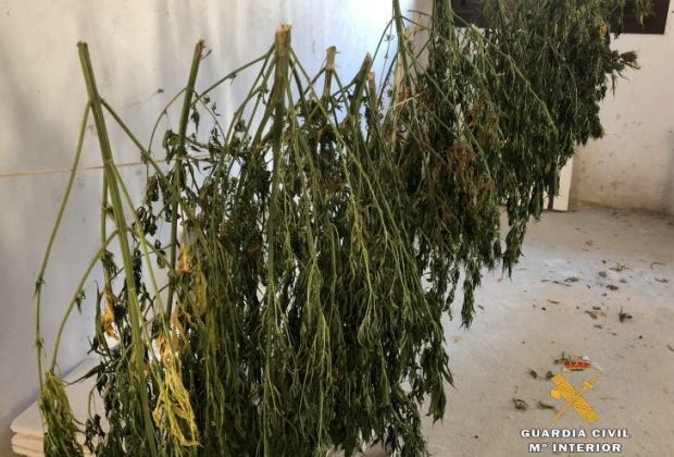 Plantas intervenidas-3