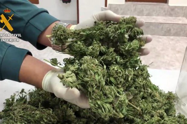 500 gramos de cogollos