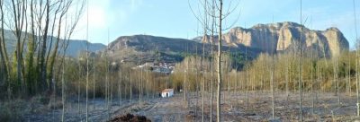 Bobadilla