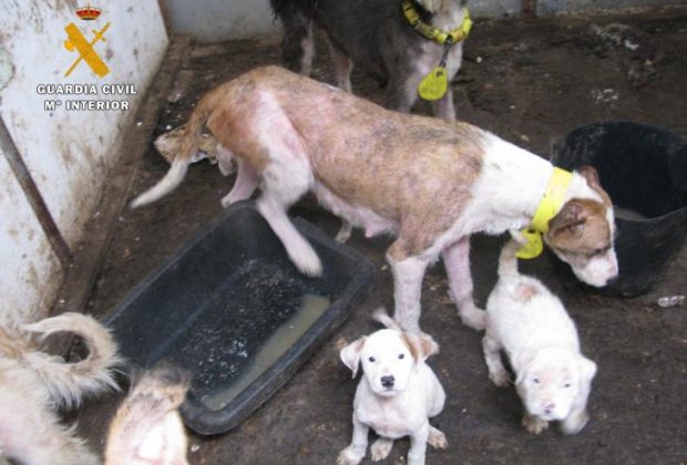 Maltrato San Asensio